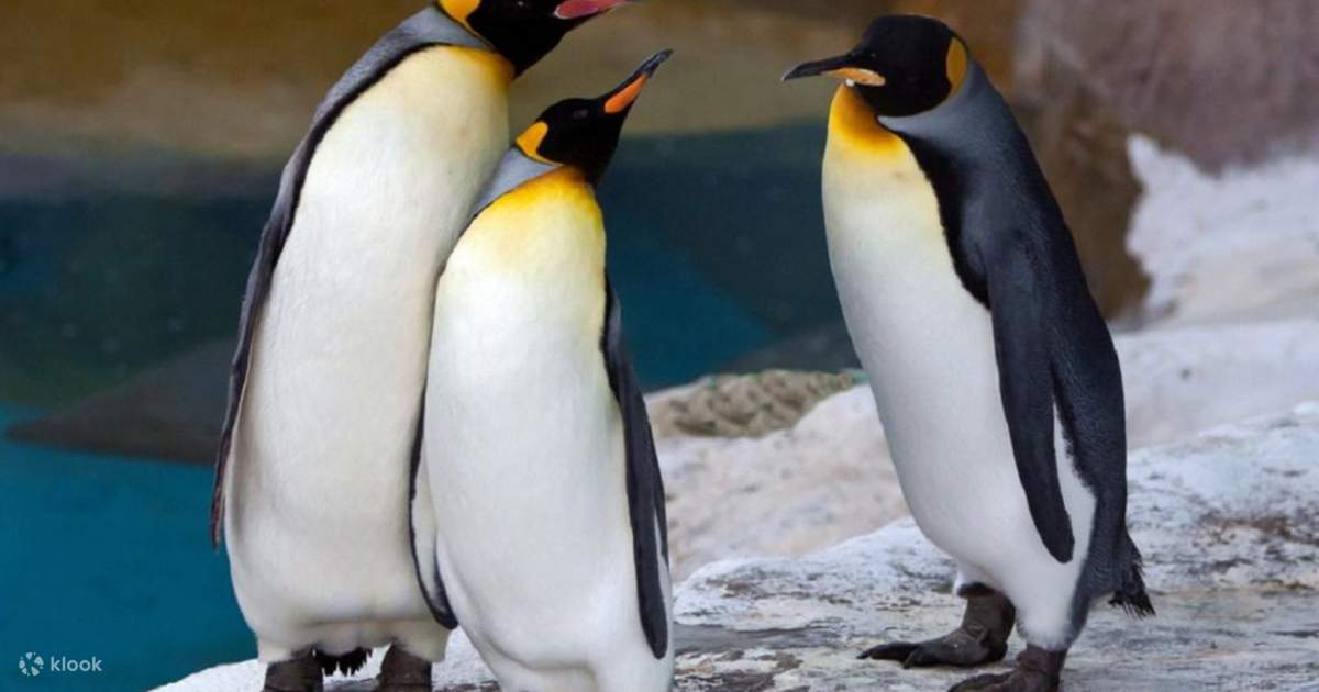타이베이 동물원 입장권 상품 사진 4