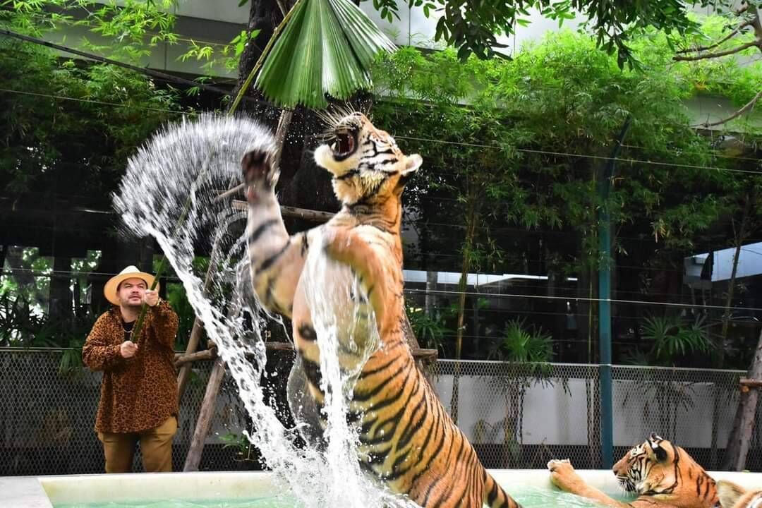 파타야 타이거 파크 상품 사진 2